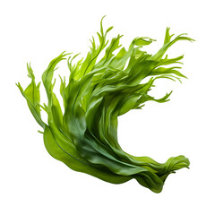 Kelp, PNG graphic resource