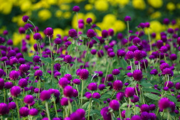 Beautiful purple flower background jpg.