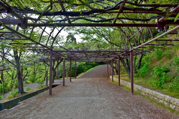 岡山　種松山公園西園地　藤　藤棚　公園