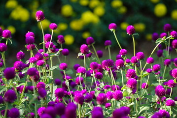 Beautiful purple flower background jpg.
