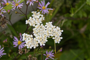 Wild Flowers in the Summer