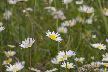 Wild Daisies in the Summer