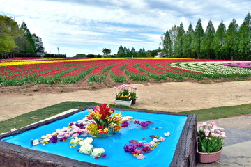 チューリップ　春　世羅高原　広島