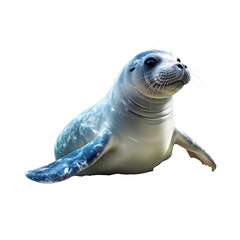 Hawaiian Monk Seal Isolated on Transparent Background
