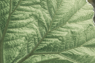 green leaf background texture pattern nature