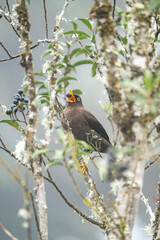 sooty thrush bird animal eat berry