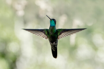 Obraz premium charming hummingbird mid air flying