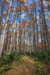 Immerse yourself in a meditative landscape of a lush pine forest at dawn, where the fog and the rising sun create an effect that speaks to the soul.