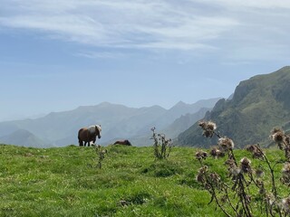Pirineos 
