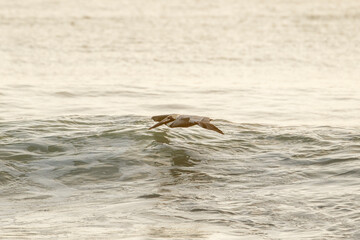 Fototapeta premium brown pelican fly over sea