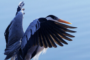 Garça Real Europeia na lagoa de Guaratiba - Maricá - RJ