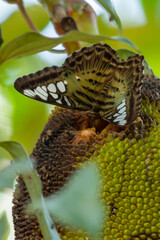 clipper butterfly on jackfruit