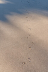 dog paws feet in the sand