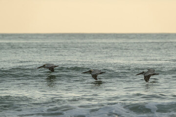 Fototapeta premium brown pelican fly over sea