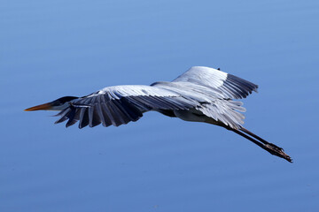 Gar&ccedil;a Real Europeia em voo rasante na lagoa de Guaratiba - Maric&aacute; - RJ