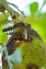 clipper butterfly on jackfruit