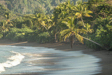 beach with trees tropical palm 