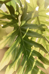 Fototapeta premium leaves background green