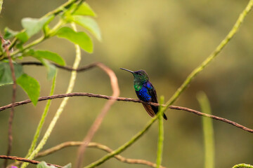 hummingbird sitting on a branch