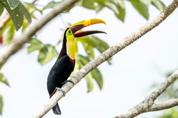 yellow billed toucan on a branch