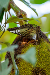 clipper butterfly on jackfruit