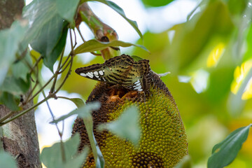 clipper butterfly on jackfruit