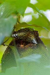 clipper butterfly on jackfruit