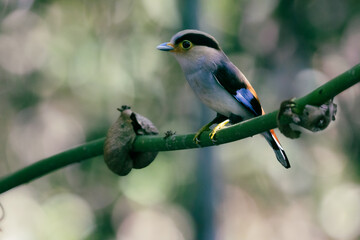bird on a feeder