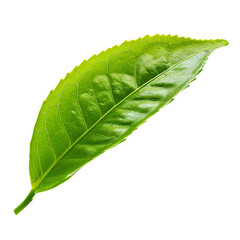 Tea leaf, PNG graphic resource