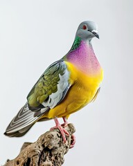 Pink-necked Green Pigeon isolated on white AI Generative