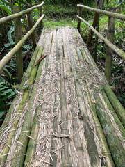 An old bamboo bridge in the rain forest