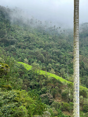 Cocora Valley in Colombia looking out into the majestic mountain valley
