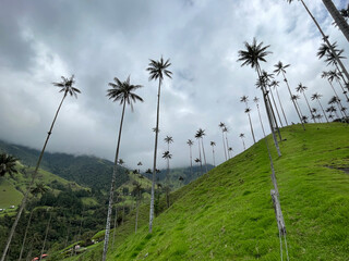 Cocora Valley looking up at the palm trees