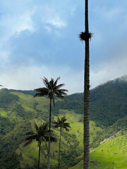 Cocora Valley in Colombia with the majestic mountains in the background