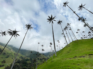 Cocora Valley looking up at the palm trees