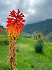 Cocora Valley looking at a beautiful red flower framing the lush mountain hills out of focus in the background