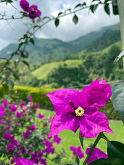 Cocora Valley looking at purple flowers framing the lush mountain hills out of focus i in the background