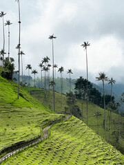 Rolling Hills and Palm trees in Cocora Valley, scenic landscape