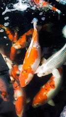 group of koi fish with beautiful colors in a home fish pond