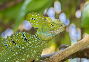 Plumed basilisk (Basiliscus plumifrons), portrait. Cahuita National Park, Costa Rica
