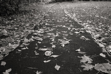 Autumn background, fallen leaves wet after rain on sidewalk.