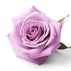 Violet rose isolate on transparency background png 