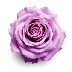 Violet rose isolate on transparency background png 