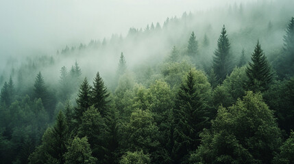 high angle shot of a foggy forest landscape