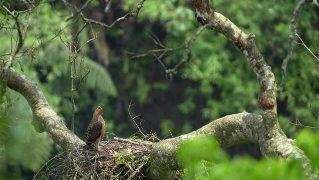 a javan hawk-eagle chick facing sideways is cleaning dirty feathers by scratching with its beak