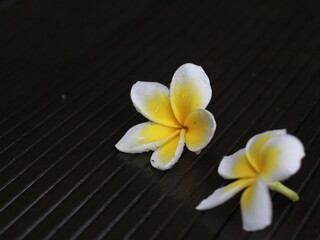 frangipani flowers on wooden floor