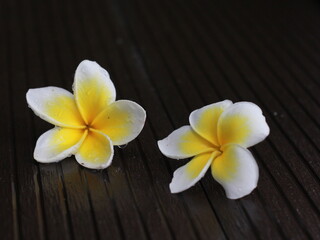 frangipani flowers on wooden floor