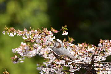 さくらの蜜を吸うヒヨドリ