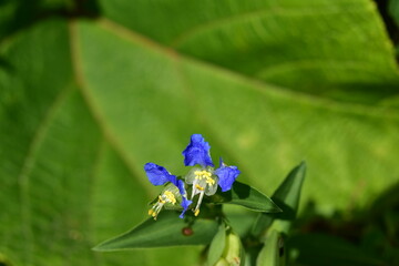 秋の野に咲くツユクサ