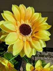 yellow flowers in a garden